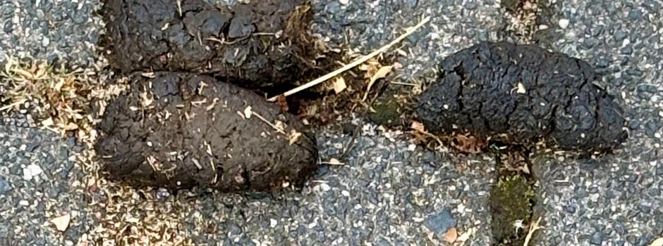 Aufruf zur Rücksichtnahme: Sauberkeit auf dem Kita-Gelände