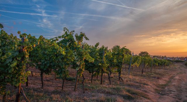 Vernissage „Heimat zwischen Rhein & Reben“ der Künstlerin Natascha Kähler in der VG Rhein-Selz am 12. September