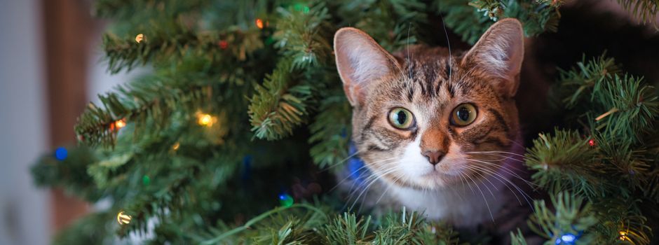 Wochenend-Tipps in Augsburg für Weihnachtsfans und -muffel