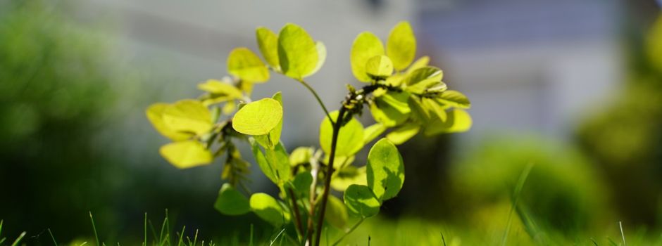 Pflanzaktion im Kinderwald und Weihnachtsbaum-Schmücken am Gemeindehaus (30.11.2024 / 14.00 Uhr)