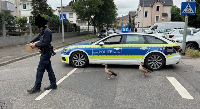 Tierischer Polizeieinsatz legt Verkehr in Bad Kreuznach lahm