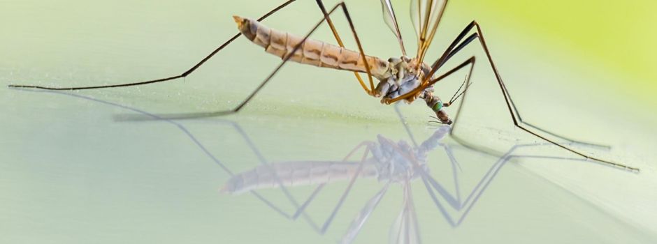 Bekämpfung von Stechmücken im häuslichen Bereich