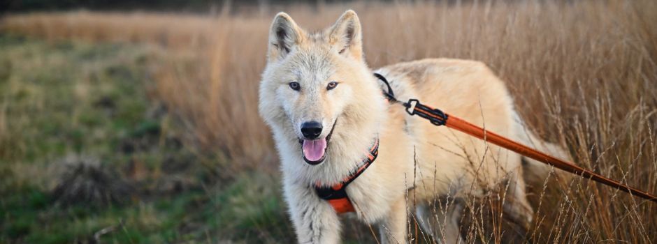 Hinweis zur Einhaltung der Hundehaltungsverordnung – Sicherheit geht vor