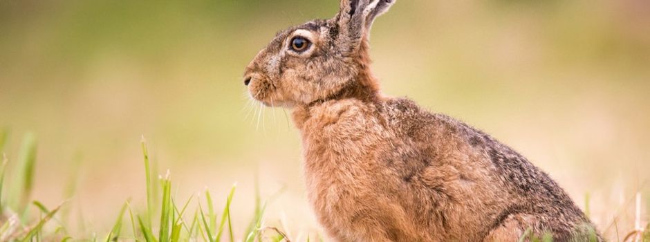 Hasen und Kaninchen in freier Wildbahn nicht anfassen!