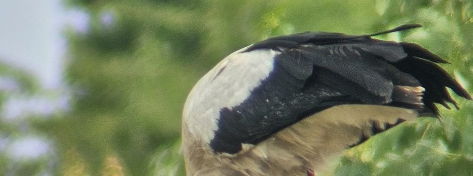 Drei Storchenbabys gesichtet