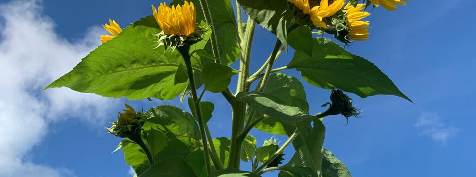 Sonnenblumenaktion 2025