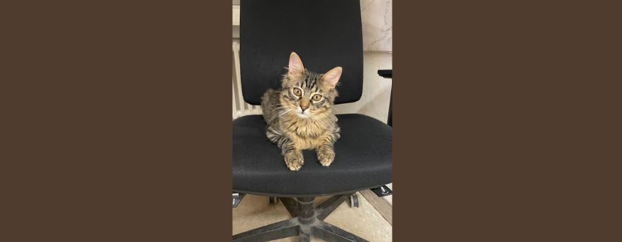 Tierischer Polizei-Besuch: Katze will einfach nicht mehr gehen