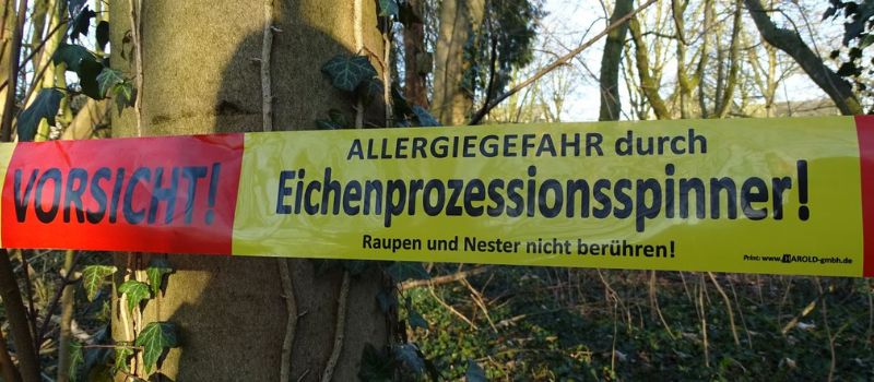 Gemeinde Issum bekämpft den Eichenprozessionsspinner und bietet Privateigentümern Unterstützung bei der Bekämpfung an