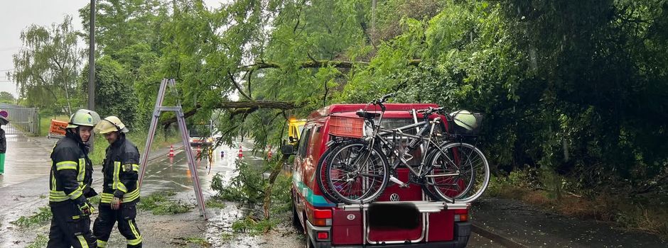 Baum stürzt in Wiesbadener Saarstraße auf Auto