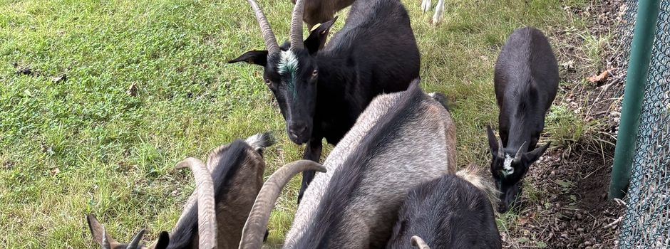 🐐 Tierische Verstärkung für die Gemeinde Emstek 🌿