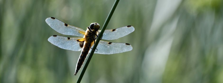Vierflecklibellen und andere Flugkünstler