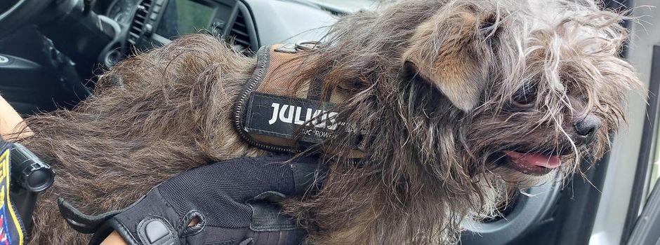 Polizei findet kleinen Hund in Wiesbaden