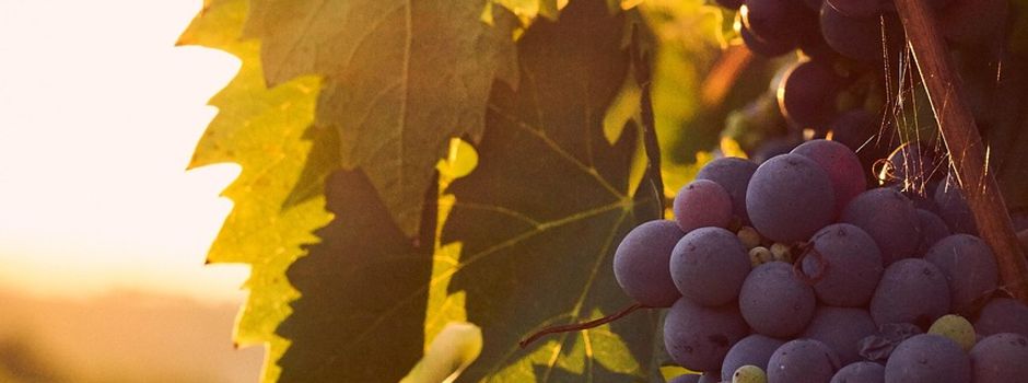 Standbetreiber gesucht für die älteste Weinwanderung