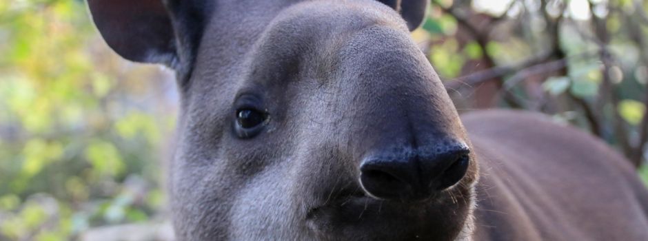 Tapir-Zuwachs im Zoo Neuwied