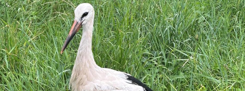 Storch sorgt für Polizeieinsatz in Bingen – Zugverkehr gestoppt