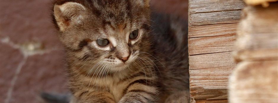 Lahnstein: Polizei bittet um Mithilfe nach Fund von toten Katzenbabys in Container