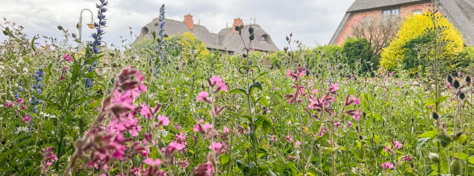 Wildblütenwiese am Dorfteich – ein Erfolgsprojekt 