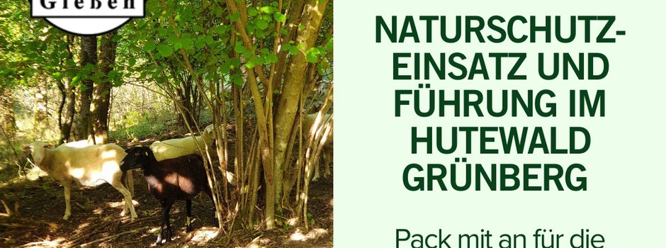 Naturschutzeinsatz und Führung im Hutewald Grünberg