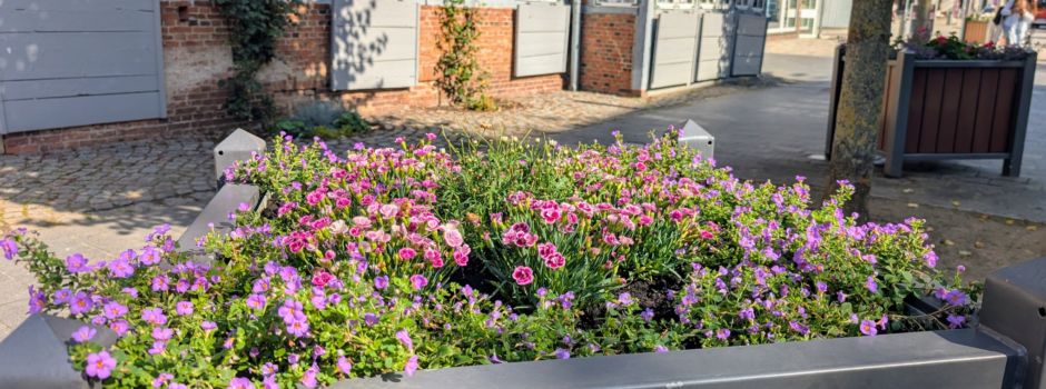 Wiederholtes Ärgernis: Blumen aus öffentlichen Beeten und Pflanzgefäßen gestohlen