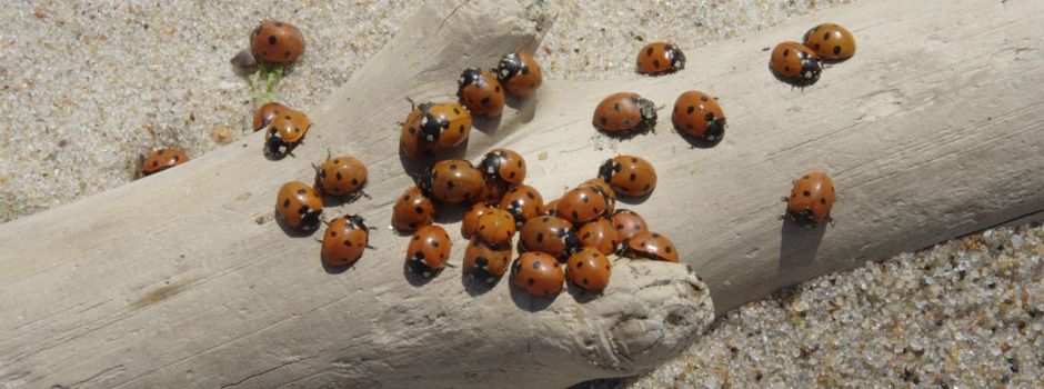 Warum Stinkwanzen und Marienkäfer in Scharen in die Wohnungen krabbeln