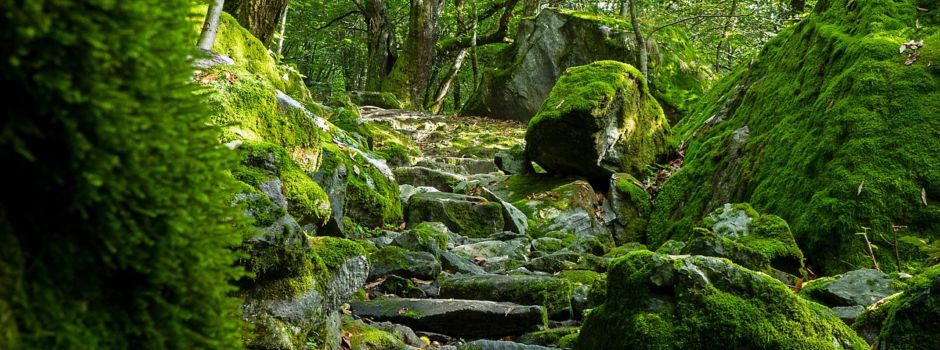 Arbeiten am geplanten Wanderweg in Birkheim am 03.08.2024 09.00 Uhr