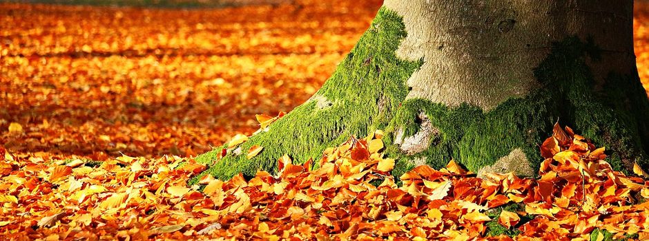 Reinigung öffentlicher Straßen