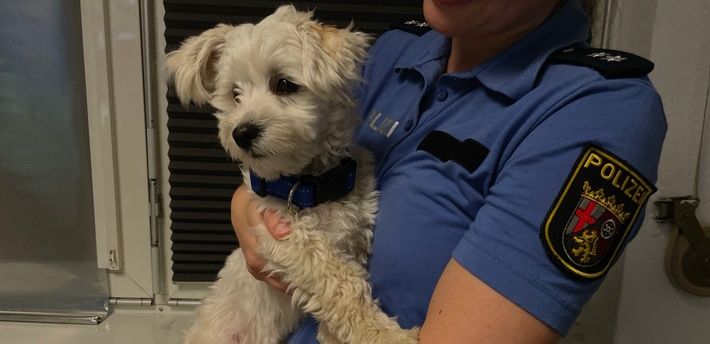 Vermisster Vierbeiner: Weißer Terrier in Bodenheim zugelaufen – Polizei sucht Besitzer