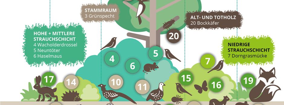 Wallhecken erhalten Pflege