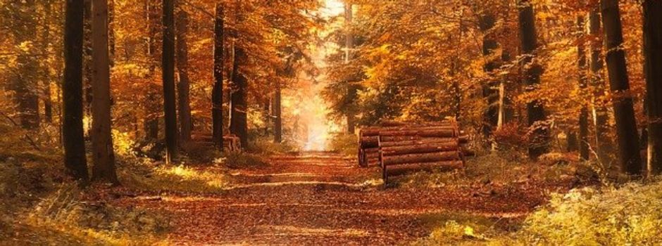 5 wunderschöne Herbstwanderungen in der Augsburger Region