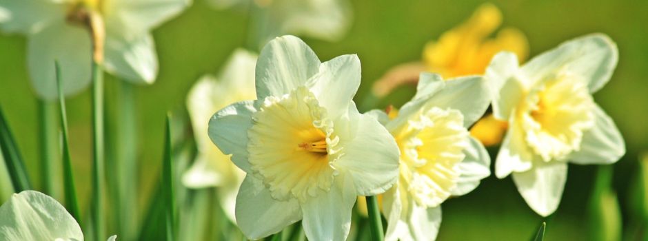 Frohe Ostern und schöne Feiertage 🐣