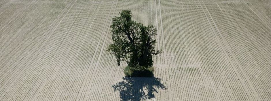 Diese fünf Tipps helfen jetzt gegen die Trockenheit in Koblenz