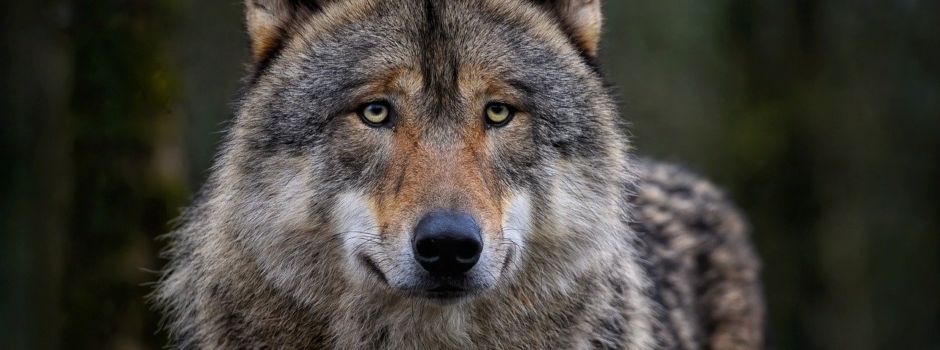 Wildernde Hunde statt Wolf