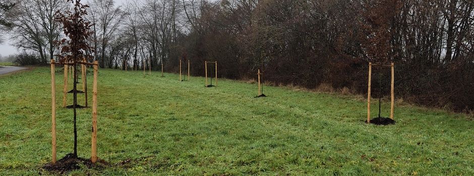 Bäume zum Klimaschutz gepflanzt 