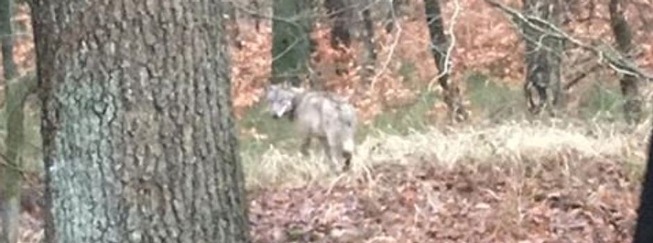 „Die den Wolf knipst“