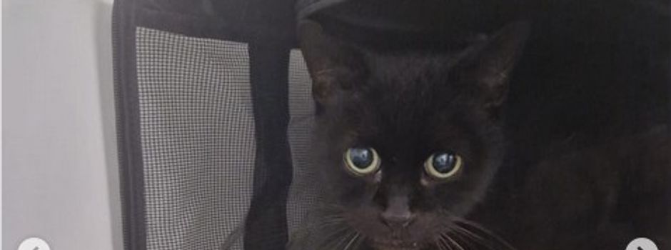 Kranke Katze in Worms ausgesetzt: Wer kennt den Besitzer?