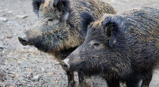 Wilder Augsburger Stadtwald – Was tun, wenn das Wildschwein kommt?