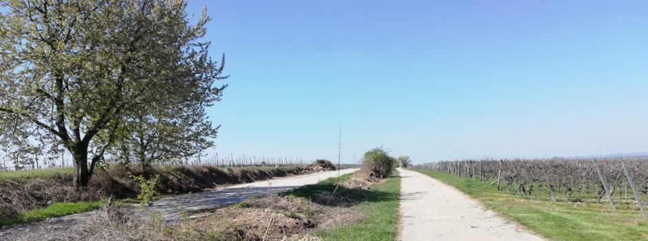 Oppenheim: Städtischer Aufruf zum internationalen Tag des Baumes
