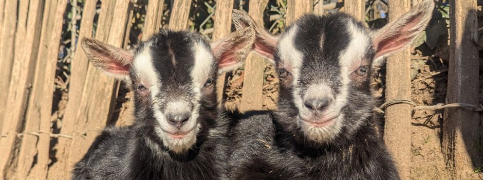 Aktuell viele Tierbabys im Tiergarten Worms zu sehen