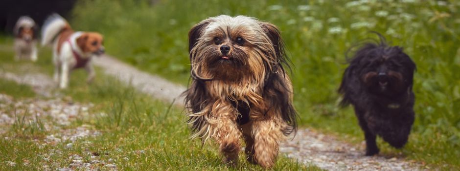 Wichtige Information für Hundebesitzer!