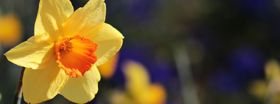 Blumenzwiebel - Pflanzaktion am Samstag, 25.11.