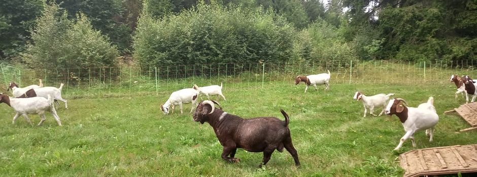 Ziegenbeweidung im Naturschutzgebiet