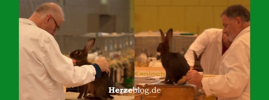 Kaninchen- und Geflügelausstellung in Herzebrock