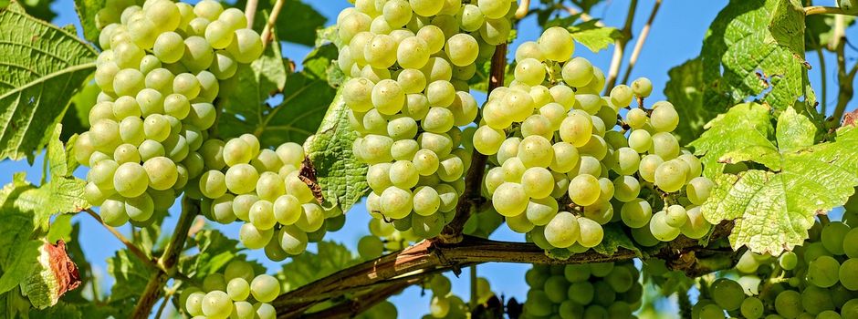 🍷 Schnittig durch den Winter – Rebschnittkurs für Weinfreunde & Hobbygärtner! ✂️