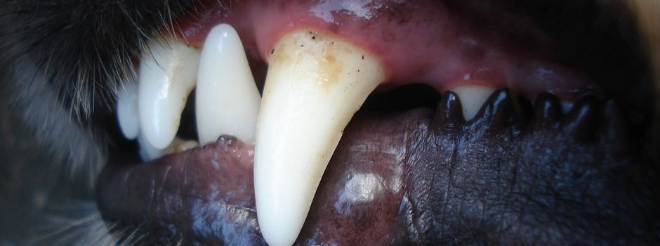 Hund beißt Frau in Bad Neuenahr-Ahrweiler: Halter flüchtet