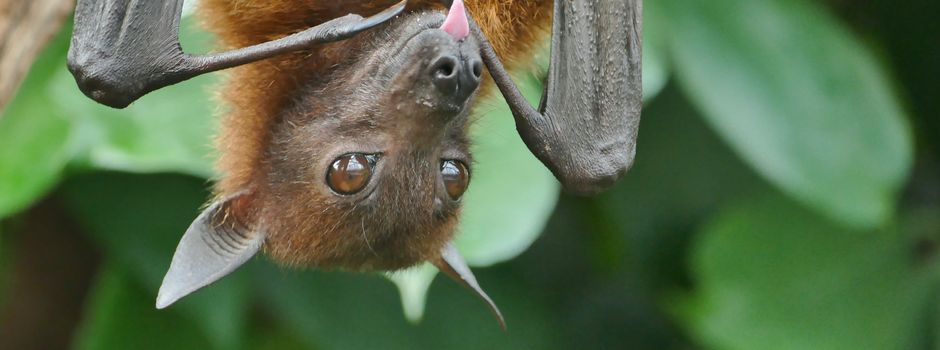 Von wegen, gruselige Vampire! Fledermaus-Führungen in Augsburg
