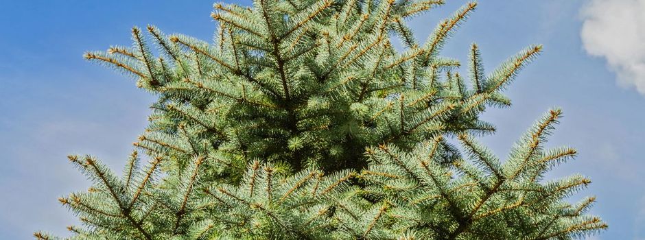 Sahara-Hitze in Pirmasens: Stadtverwaltung sucht Weihnachtsbäume