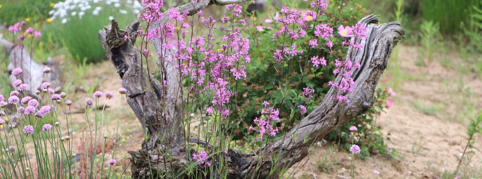 „Mehr Wildnis wagen“
