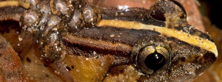 Koblenzer Biologe entdeckt neue Froscharten auf Borneo
