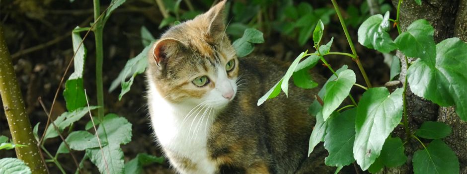 Schutz für Samtpfoten: Neue Katzenschutzverordnung in Rhein-Selz tritt in Kraft