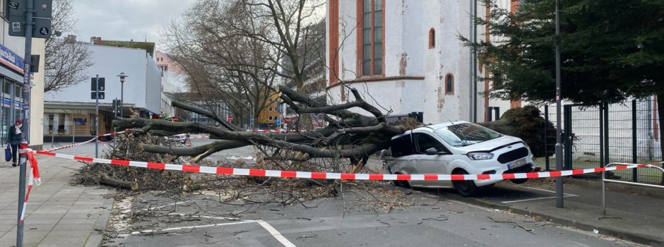 Baum stürzt in Mainzer Altstadt auf Straße – Auto stark beschädigt
